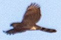 Accipiter striatus