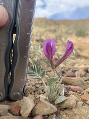 Astragalus amphioxys