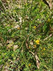 Pultenaea spinosa