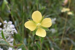 Ludwigia hirtella