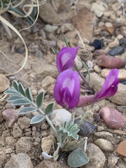 Astragalus amphioxys
