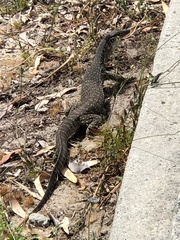 Varanus gouldii