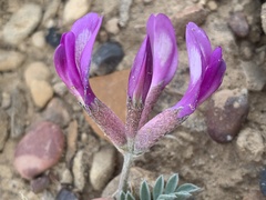 Astragalus amphioxys