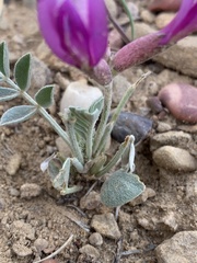 Astragalus amphioxys