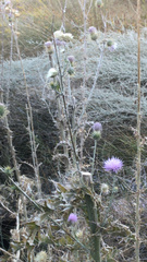 Cirsium neomexicanum