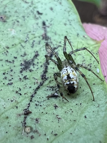 Mangora spiculata