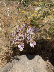 Alstroemeria pulchra