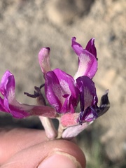 Astragalus amphioxys