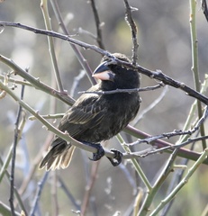 Geospiza conirostris