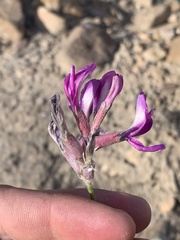 Astragalus amphioxys
