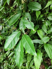 Itea oldhamii