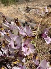 Alstroemeria pulchra