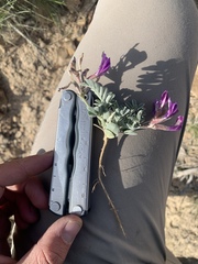 Astragalus amphioxys