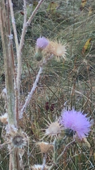 Cirsium neomexicanum
