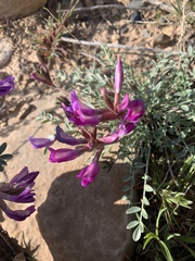 Astragalus amphioxys