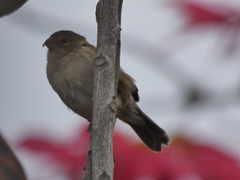 Sporophila