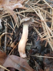 Armillaria gallica