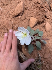 Oenothera cespitosa macroglottis
