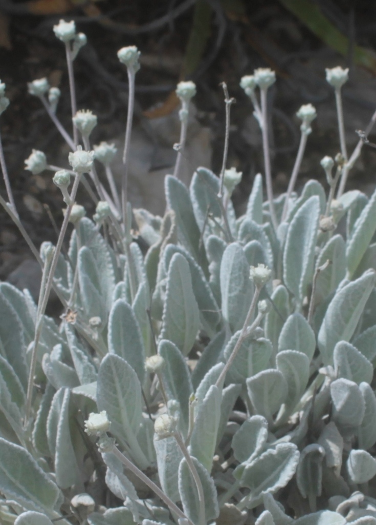 Parthenium rollinsianum