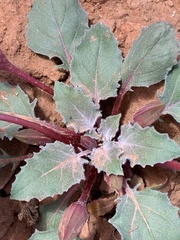 Oenothera cespitosa macroglottis