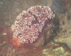 Distaplia occidentalis