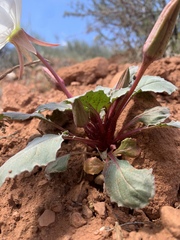 Oenothera cespitosa macroglottis