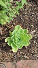 Echeveria