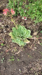 Echeveria
