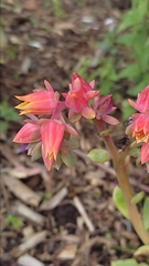 Echeveria