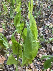 Lactuca floridana
