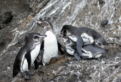 Spheniscus mendiculus