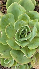 Echeveria