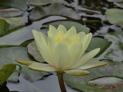 Nymphaea mexicana