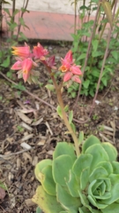 Echeveria