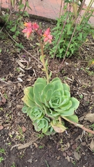 Echeveria