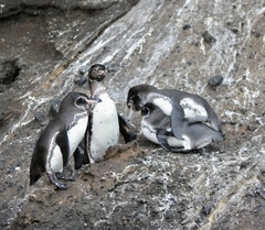 Spheniscus mendiculus