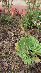 Echeveria