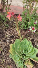 Echeveria