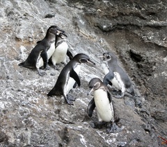 Spheniscus mendiculus