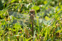 Libellula luctuosa