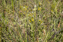 Pimelea curviflora