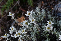 Leontopodium microphyllum