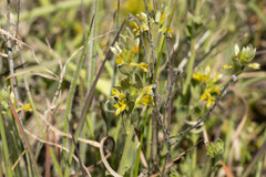 Pimelea curviflora