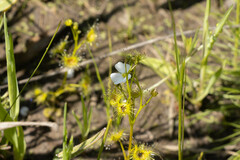 Drosera hookeri