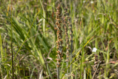 Plantago varia