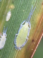 Thripsaphis foxtonensis