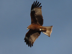 Milvus migrans lineatus