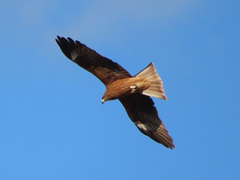 Milvus migrans lineatus