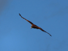 Milvus migrans lineatus