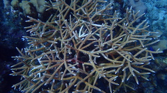 Acropora cervicornis